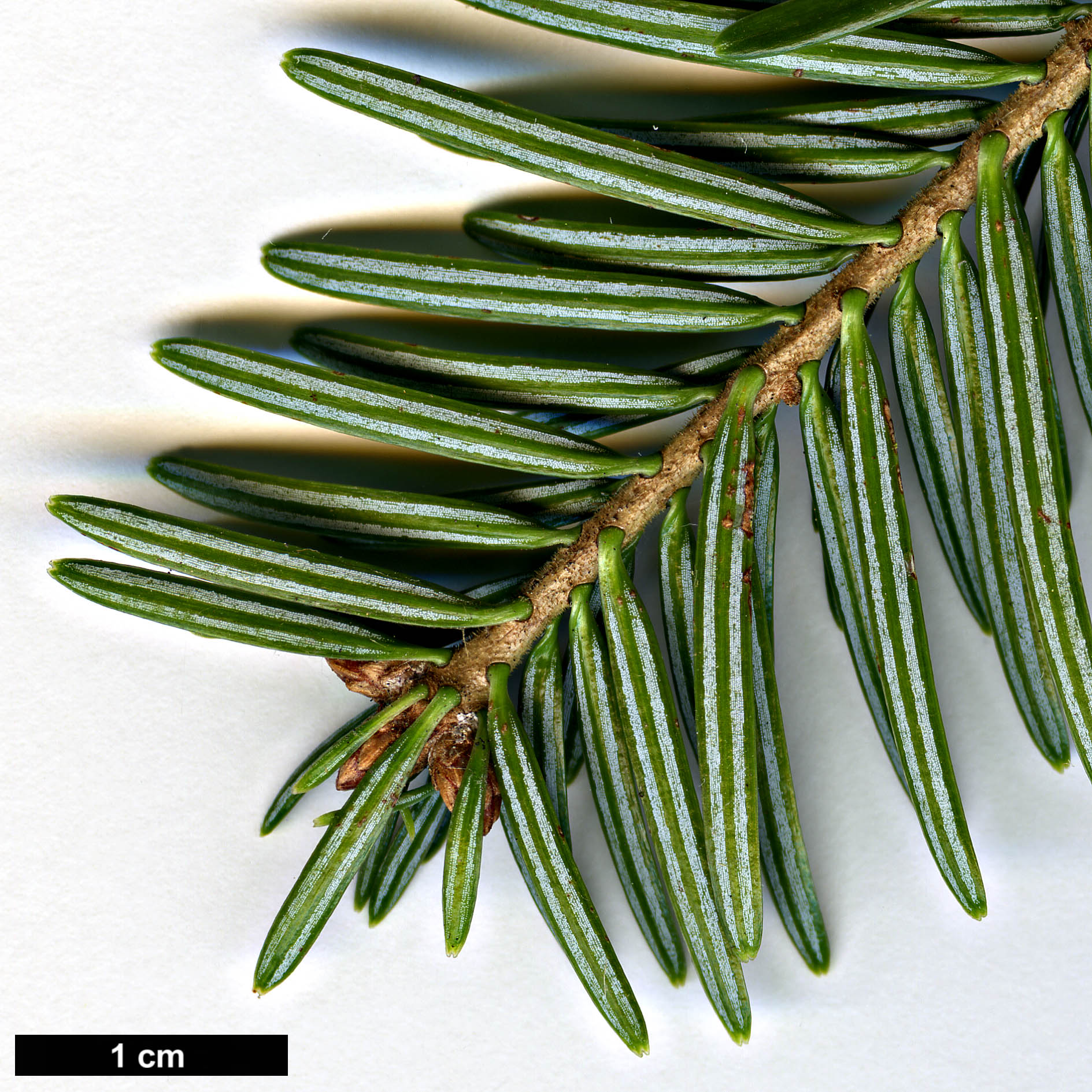 High resolution image: Family: Pinaceae - Genus: Abies - Taxon: ×borisii-regis (A.alba × A.cephalonica)